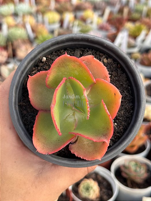 Echeveria dicks pink (sem raiz)