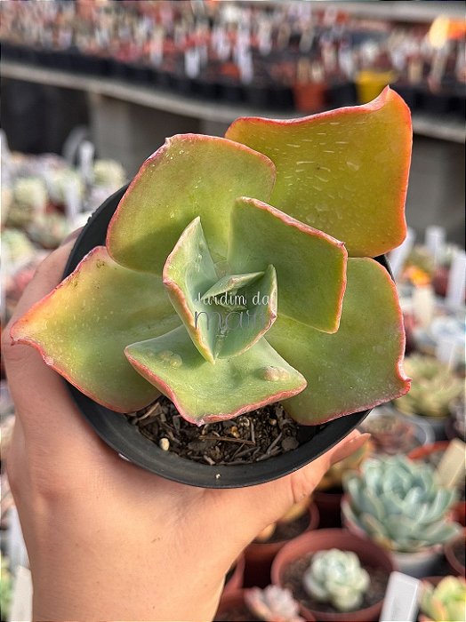 Echeveria anjo caido