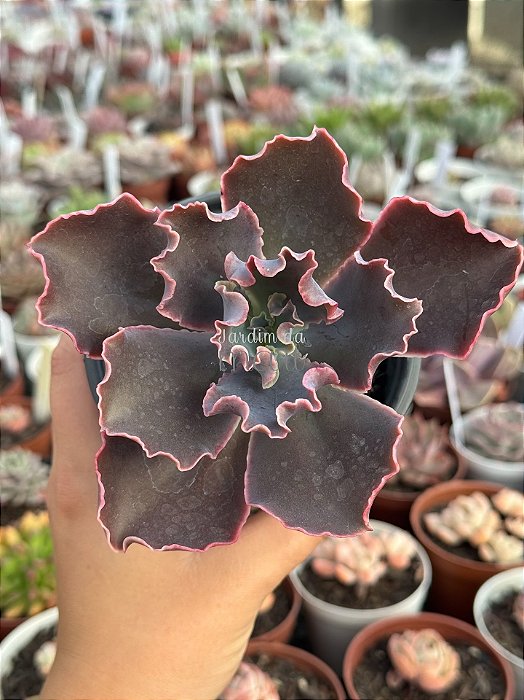 Echeveria black opal