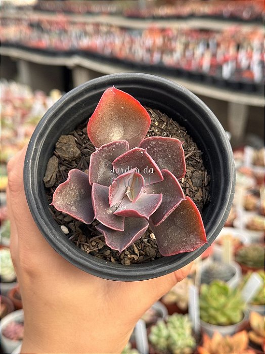 Echeveria DG100