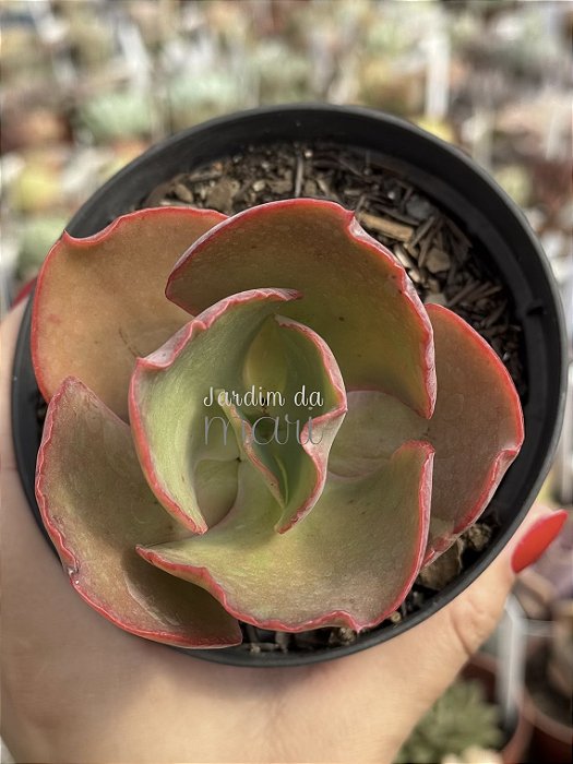 Echeveria tornado reversa