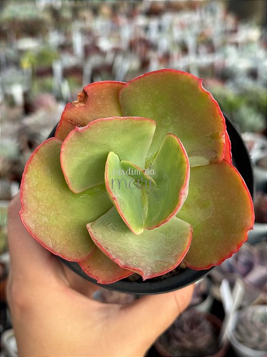 Echeveria tornado reversa