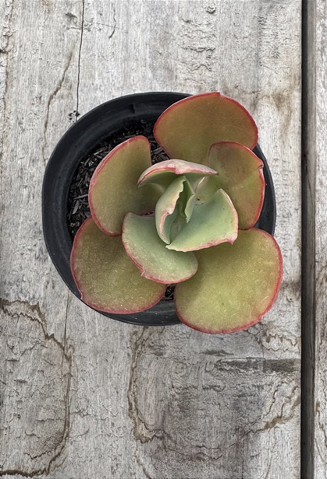 Echeveria tornado reversa