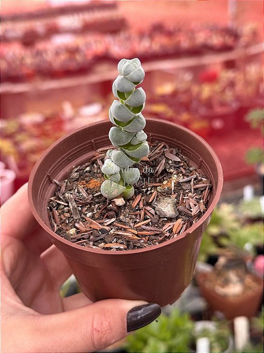 Crassula plegmatoides