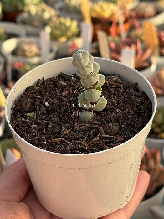 Crassula plegmatoides