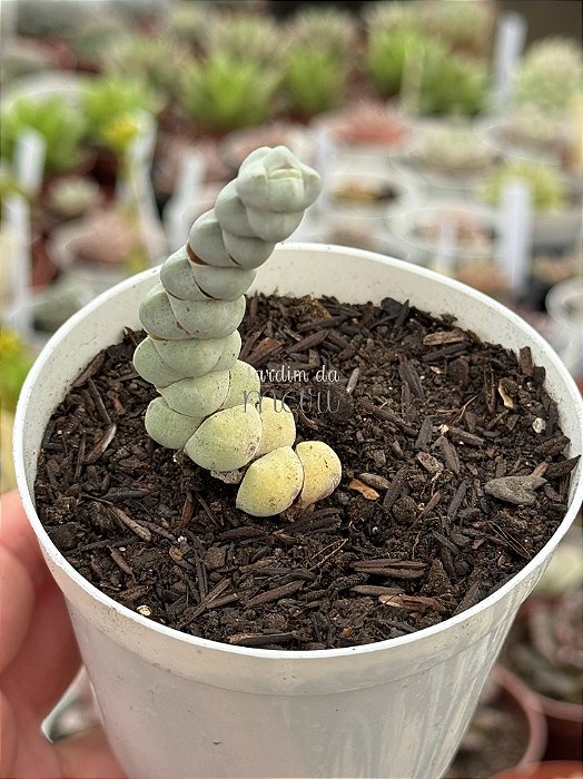Crassula plegmatoides