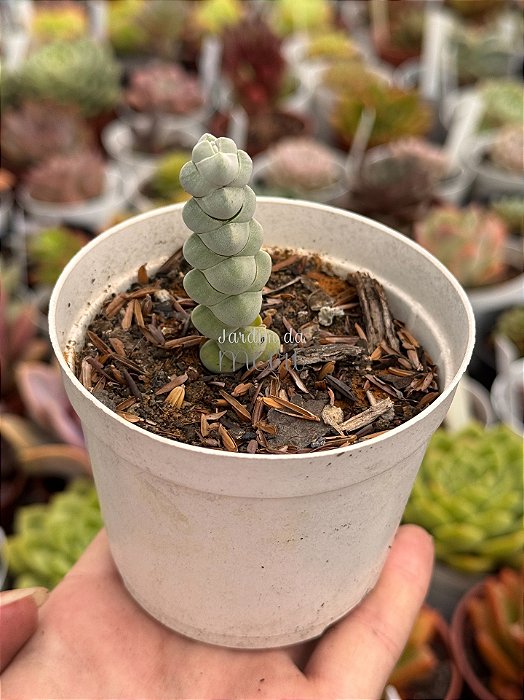 Crassula plegmatoides