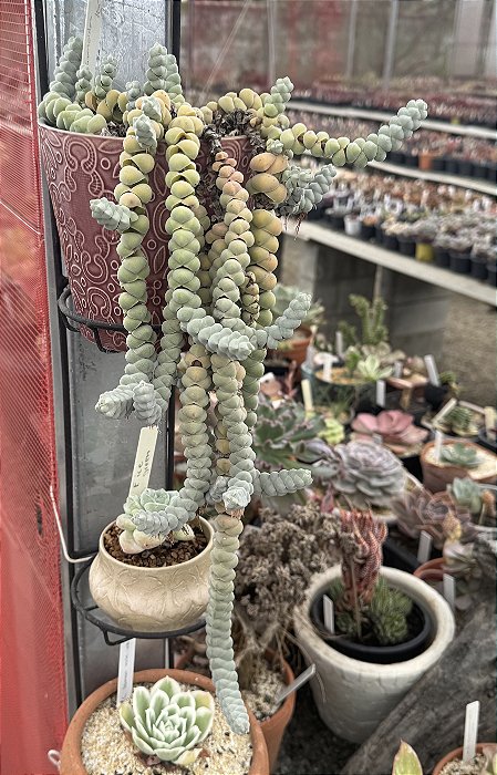 Crassula plegmatoides
