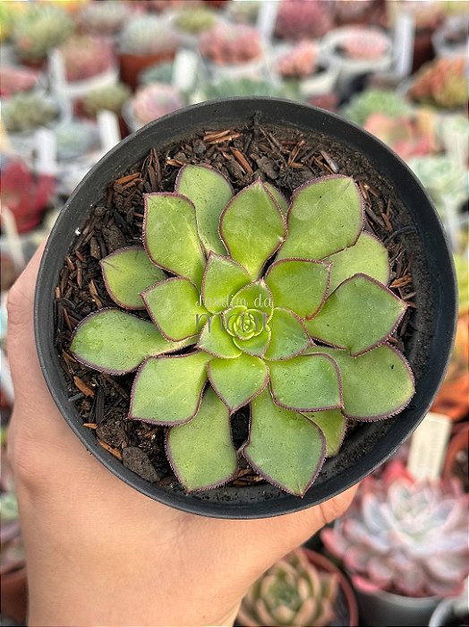 Aeonium red edge (sem raiz)