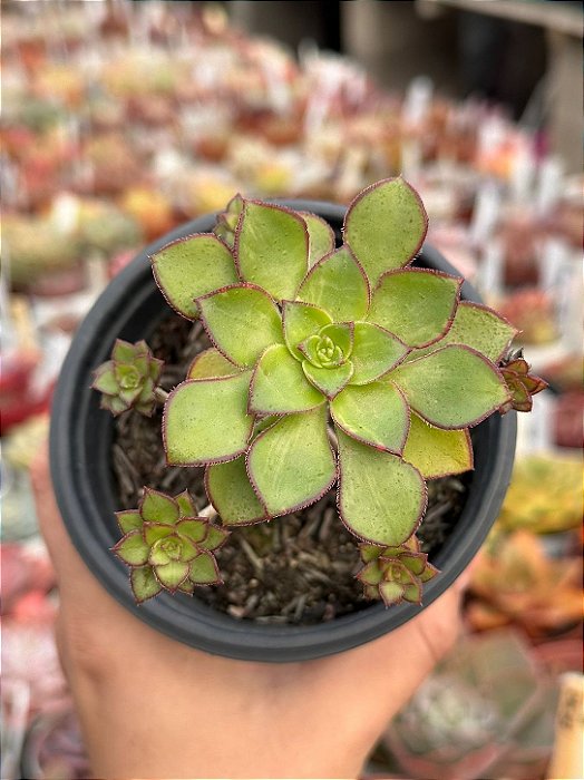 Aeonium Red edge
