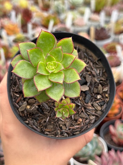 Aeonium Red edge