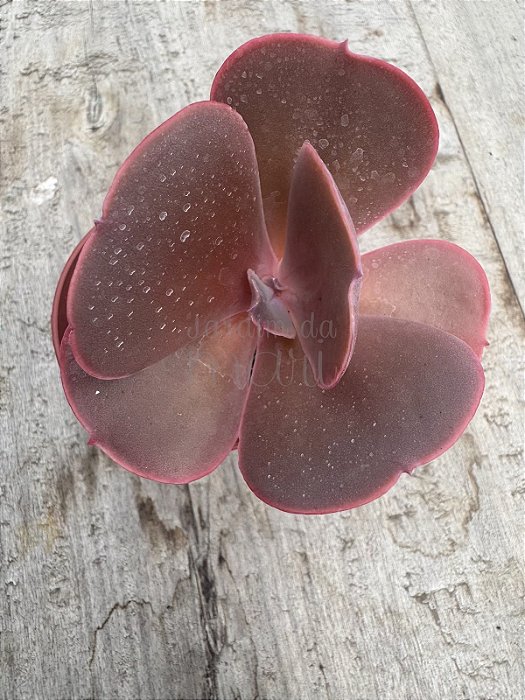 Echeveria champagne purple (P)