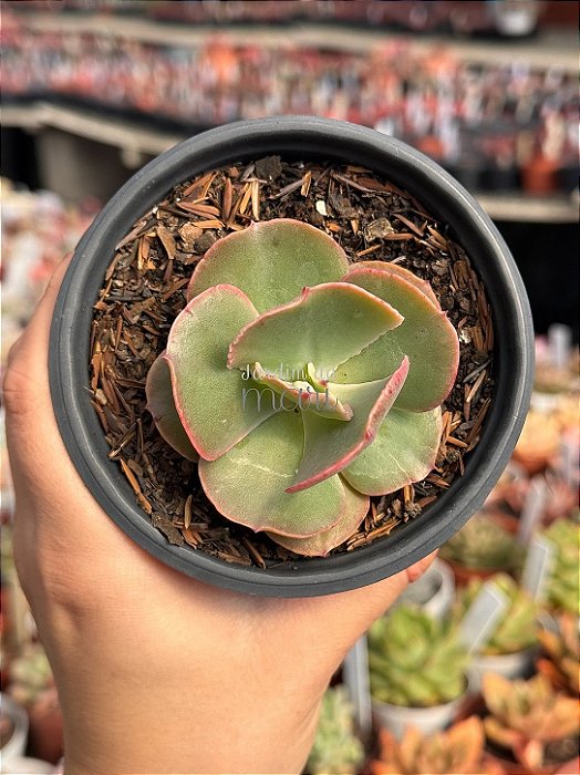 Echeveria alhambra