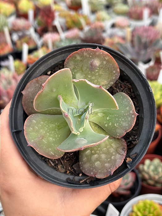 Echeveria alhambra