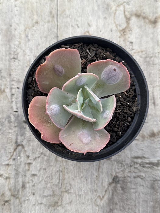 Echeveria alhambra (sem raiz)