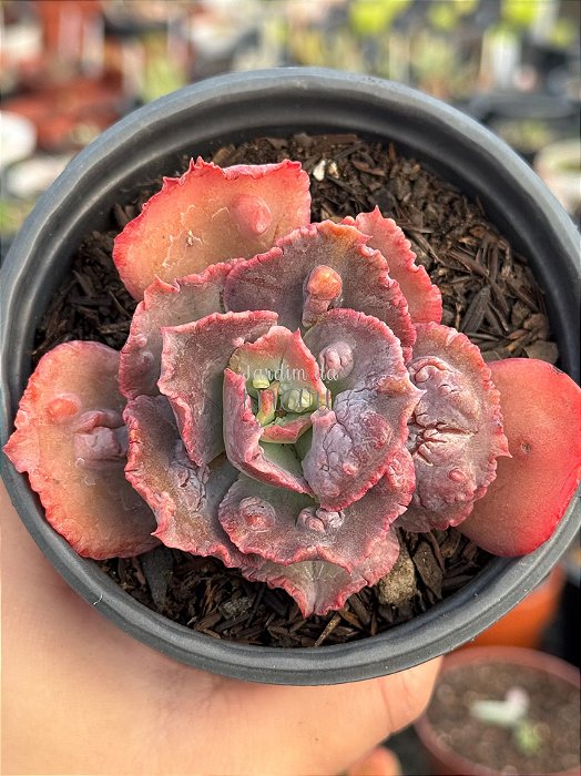 Echeveria Marcus Jones