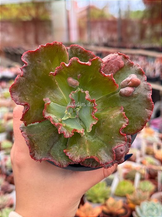 Echeveria Marcus Jones