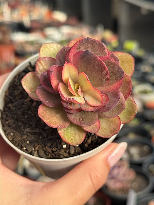 Echeveria pallace variegata