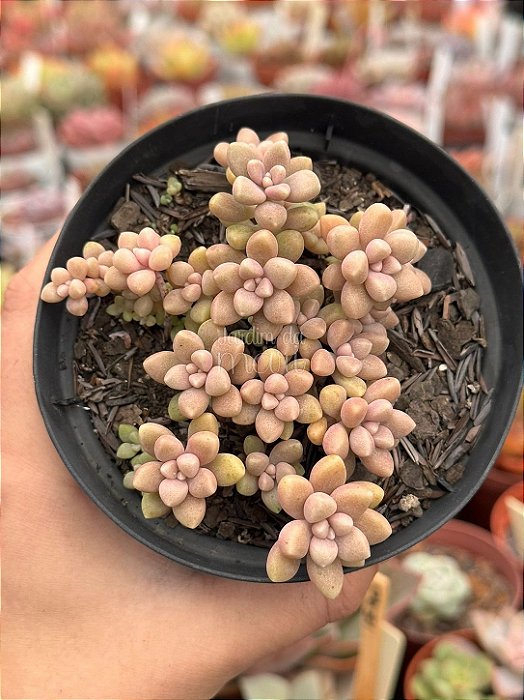 Sedum mirinae