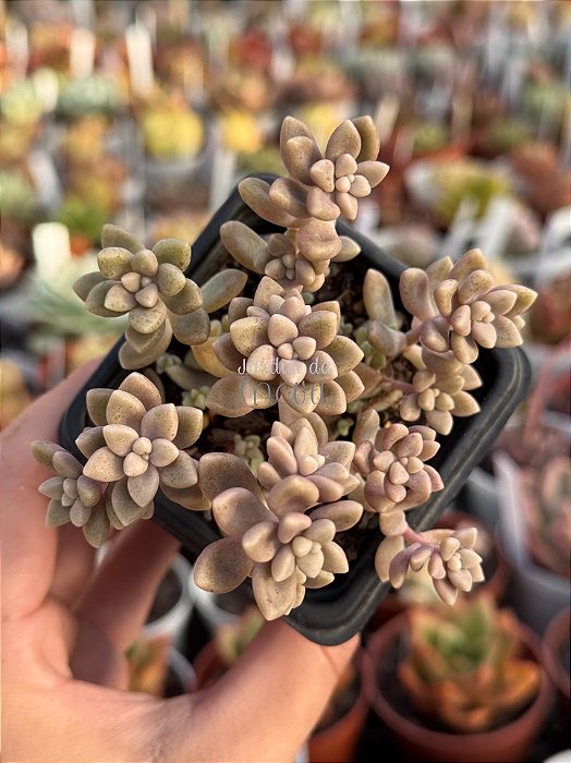 Sedum mirinae