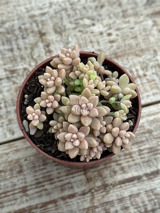 Sedum mirinae