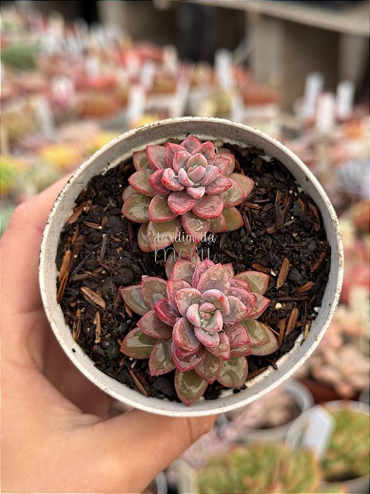 Echeveria cv rezry