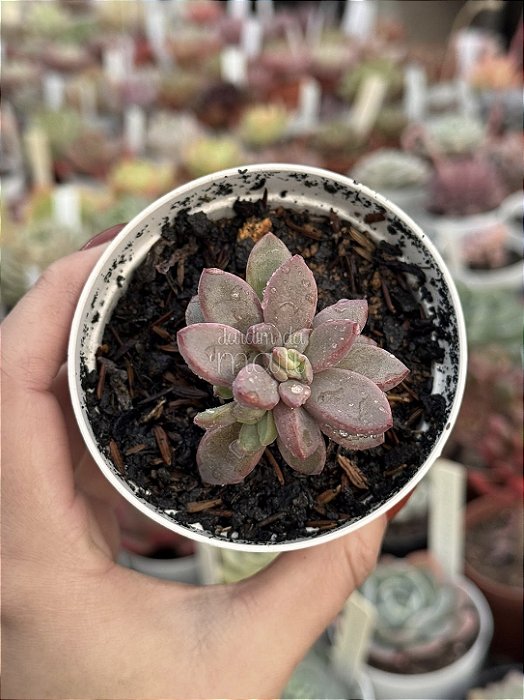 Echeveria cv rezry