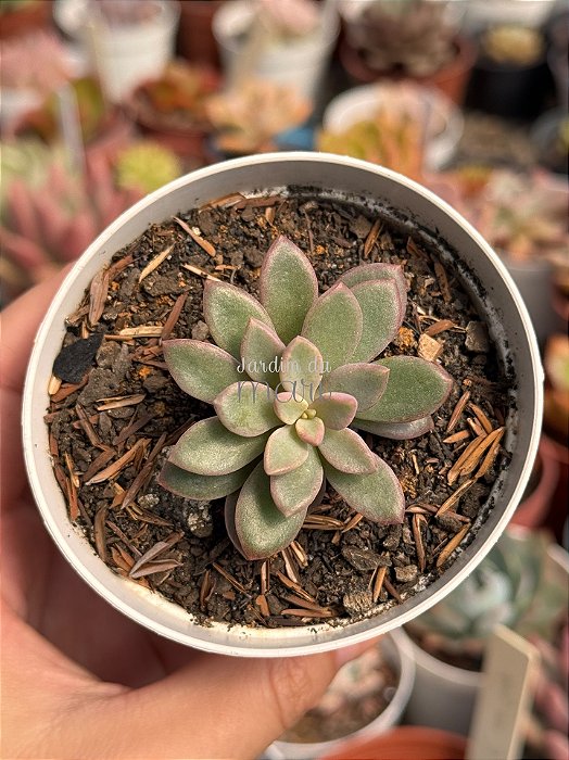 Echeveria cv rezry