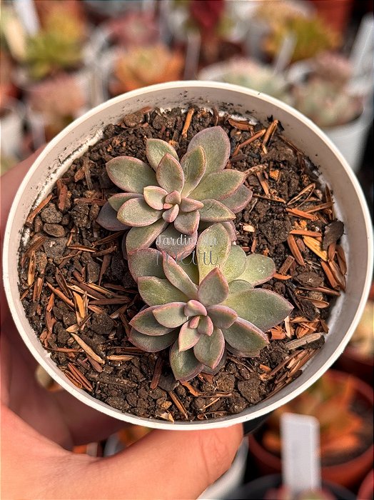Echeveria cv rezry
