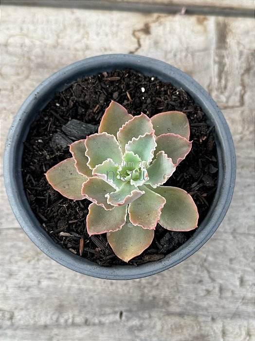 Echeveria dorothy espanha