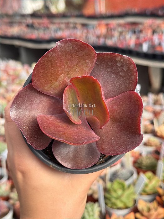 Echeveria Ceci 3