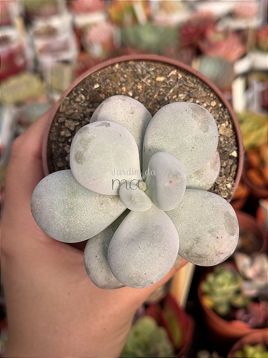 Pachyphytum oviferum - pedra da lua