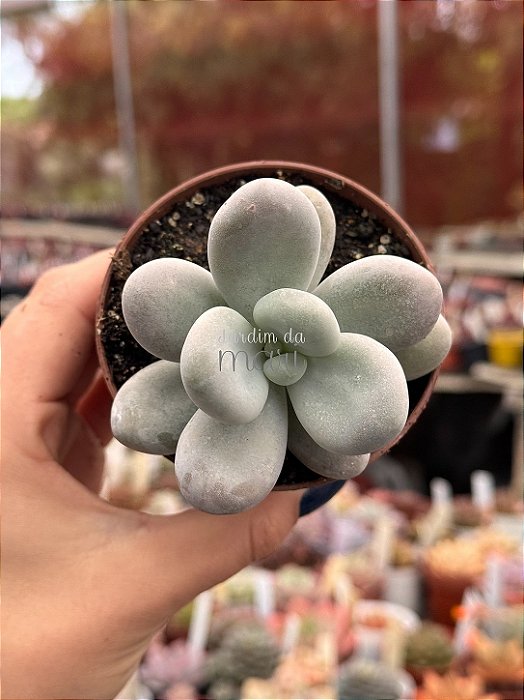 Pachyphytum oviferum - pedra da lua