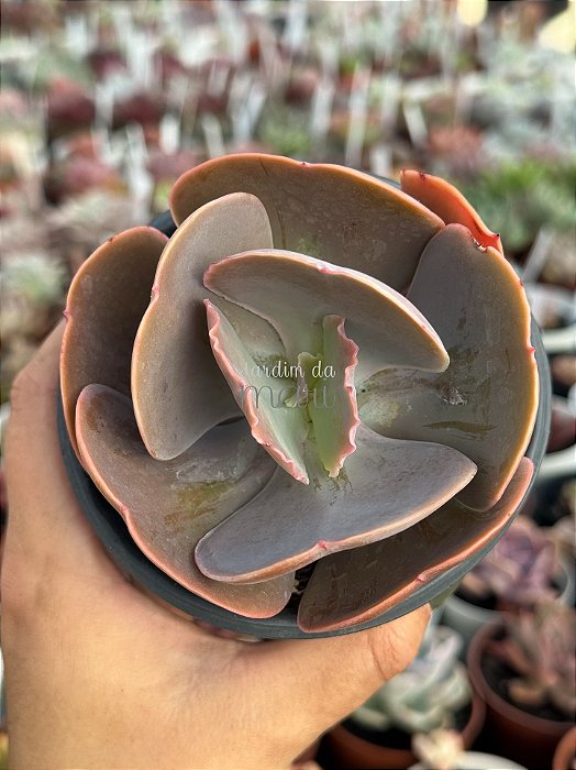 Echeveria remake
