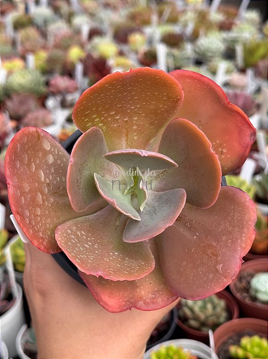 Echeveria remake