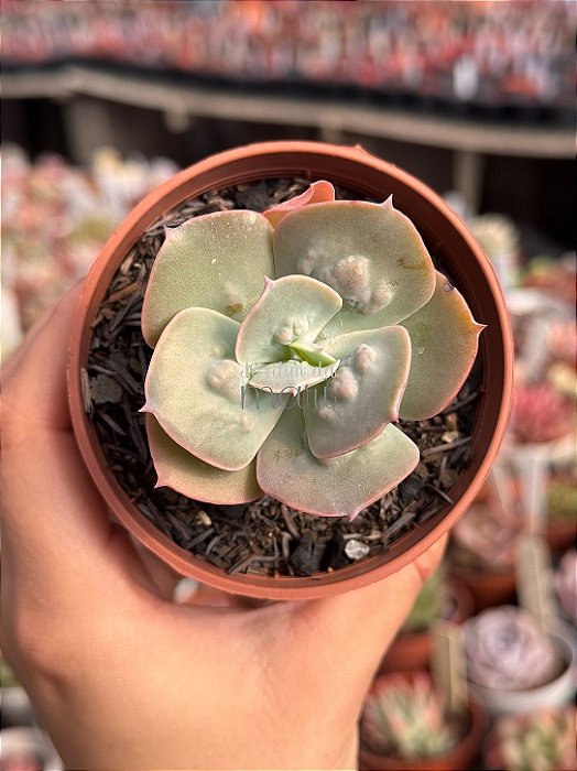 Echeveria cameo verdadeira
