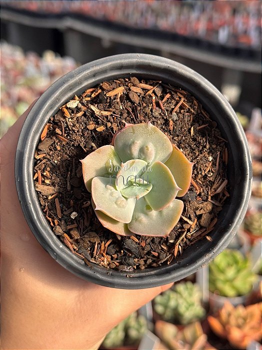 Echeveria cameo verdadeira