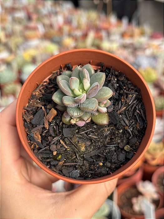 Graptoveria purple dream