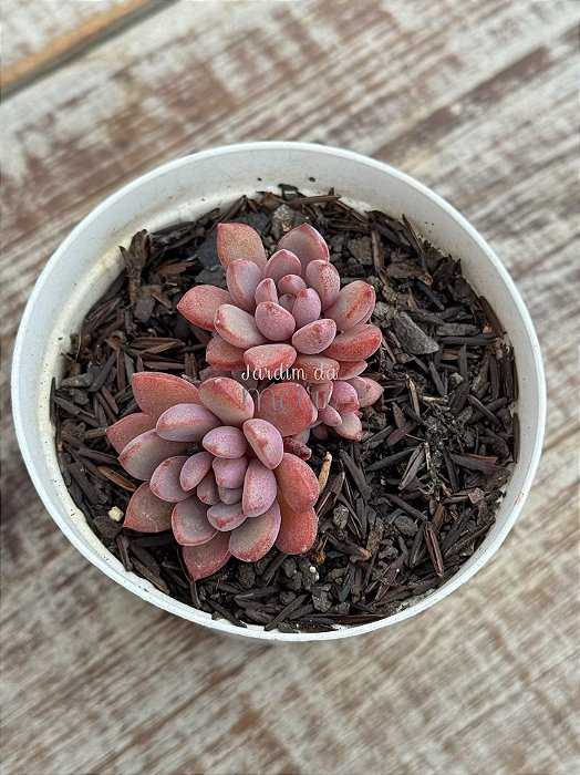 Graptoveria “purple dream”