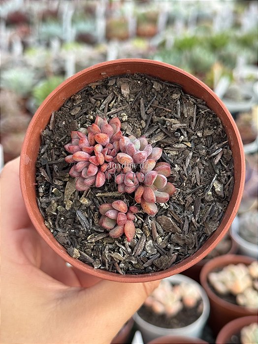 Graptoveria purple dream
