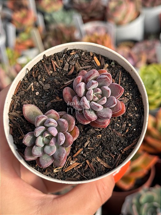 Graptoveria purple dream (sem raiz)