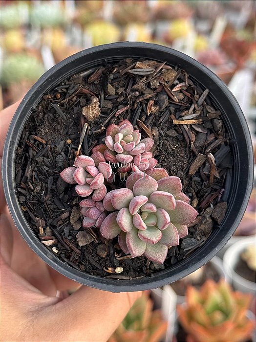 Graptoveria purple dream