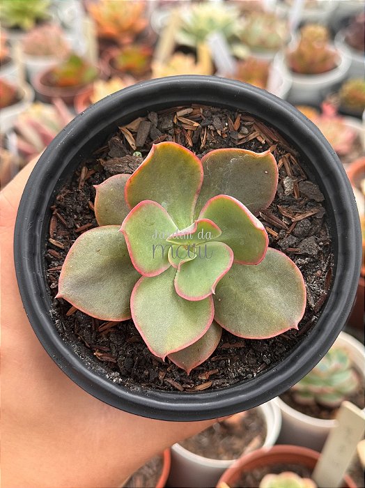 Echeveria 83B (sem raiz)
