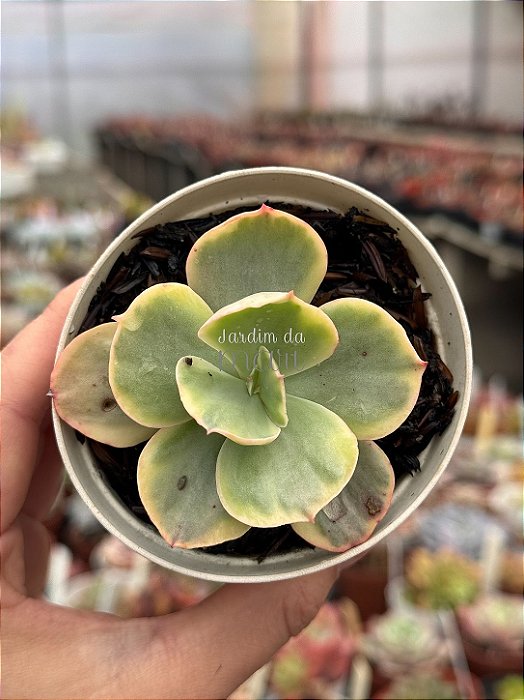 Echeveria ice age variegata M