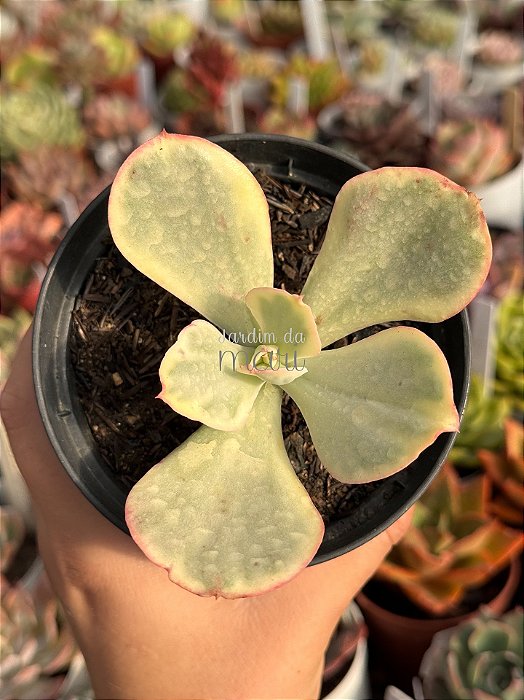 Echeveria ice age variegata M