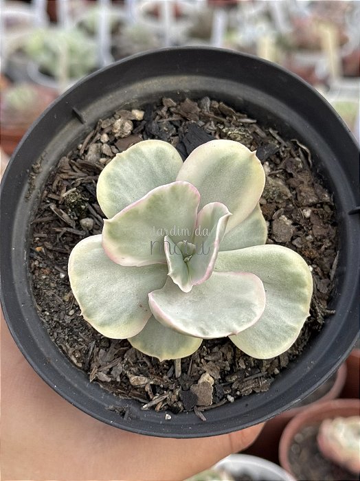 Echeveria ice age variegata M