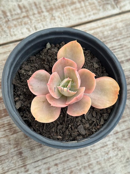 Echeveria ice age variegata