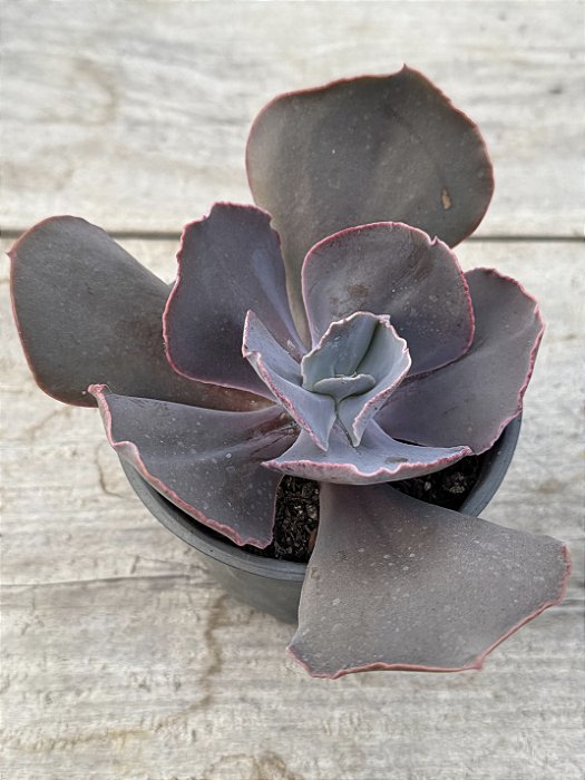 Echeveria nessie dorma (sem raiz)