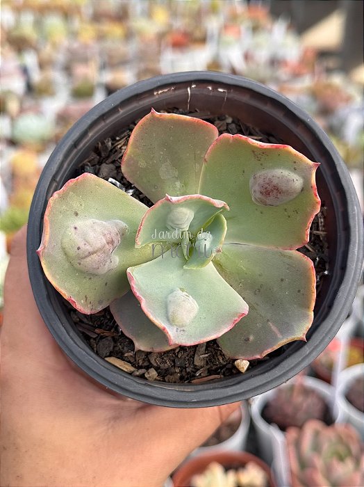 Echeveria marjorie pogue