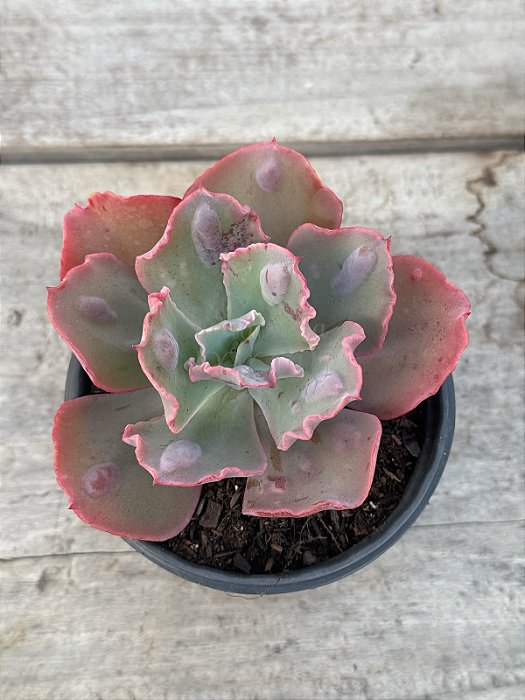 Echeveria marjorie pogue F2 (sem raiz)